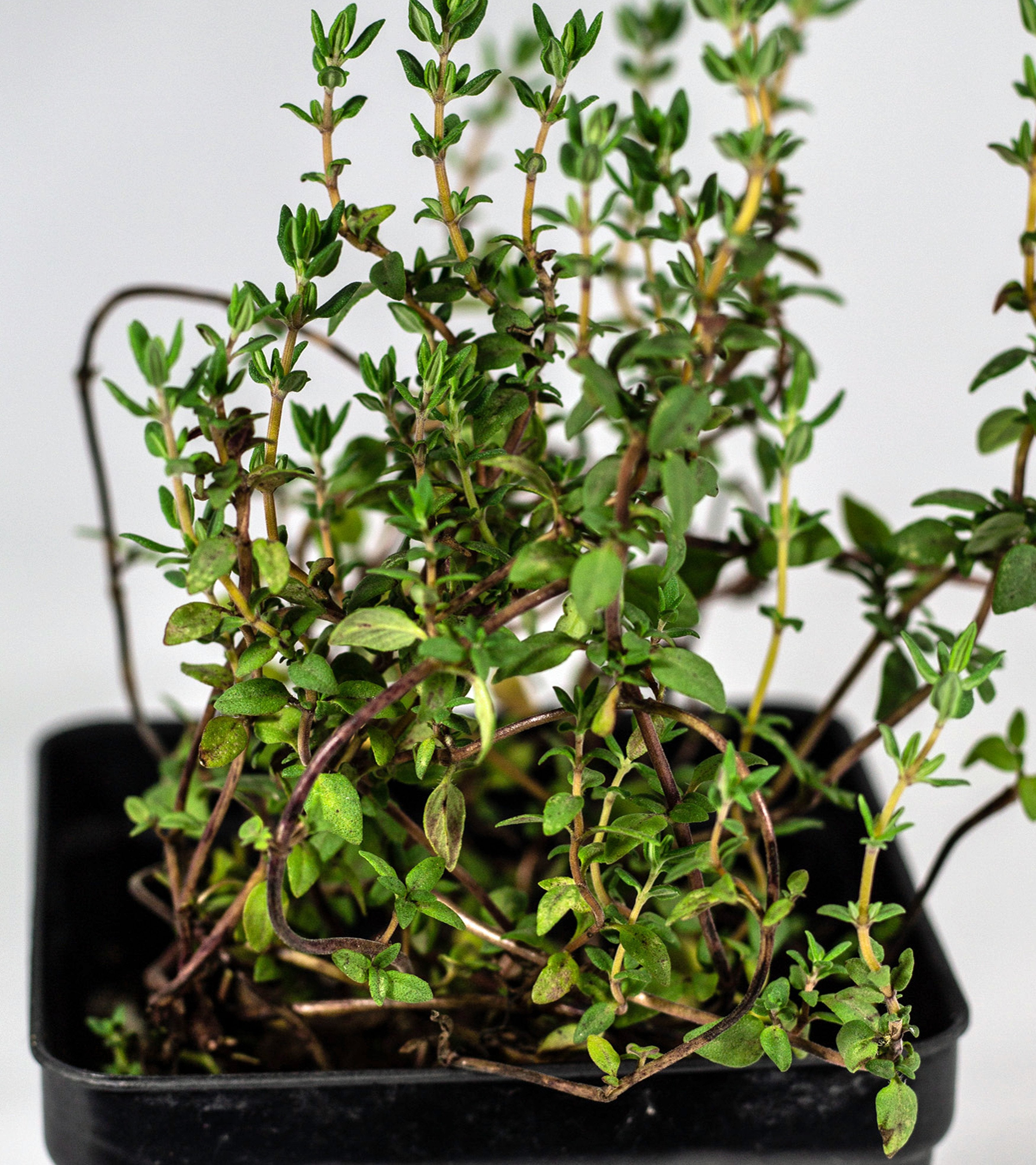 OrangeThyme4.4.5.jpg?v=1605054745