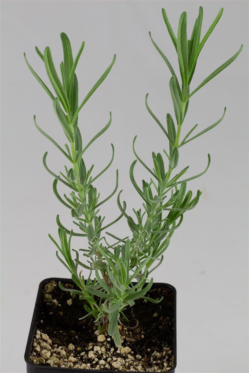 Lavender 'Vera' Plant
