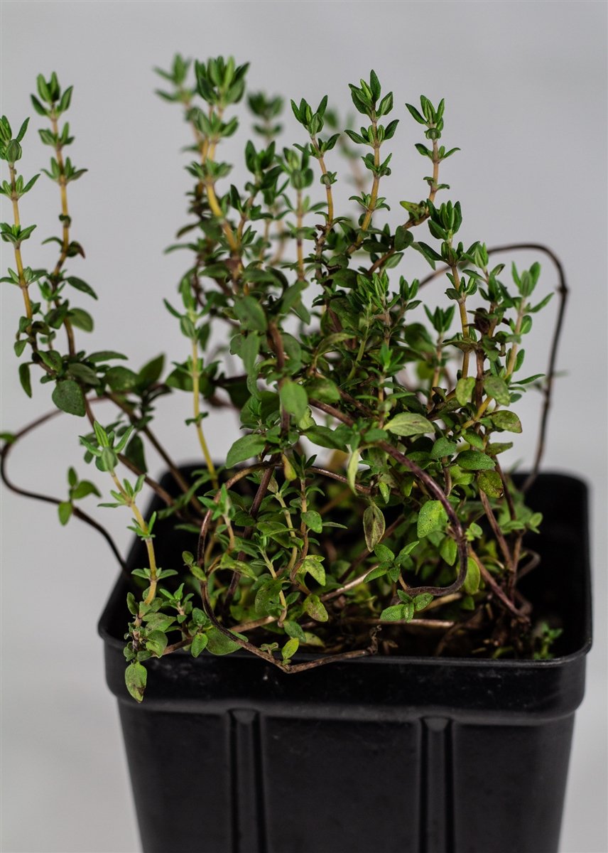 potted thyme plant English Thyme Plant