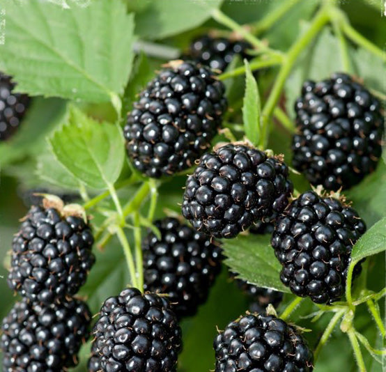 Boysenberry Plant - Thornless