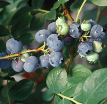 Emerald Blueberry Plant