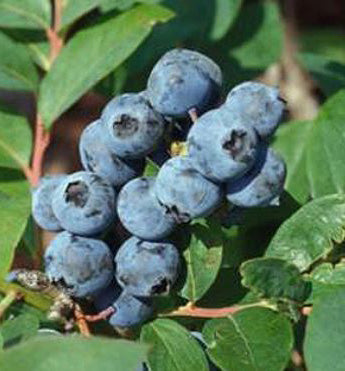Jewel Blueberry Plant