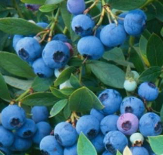 Sunshine Blue Blueberry Plant