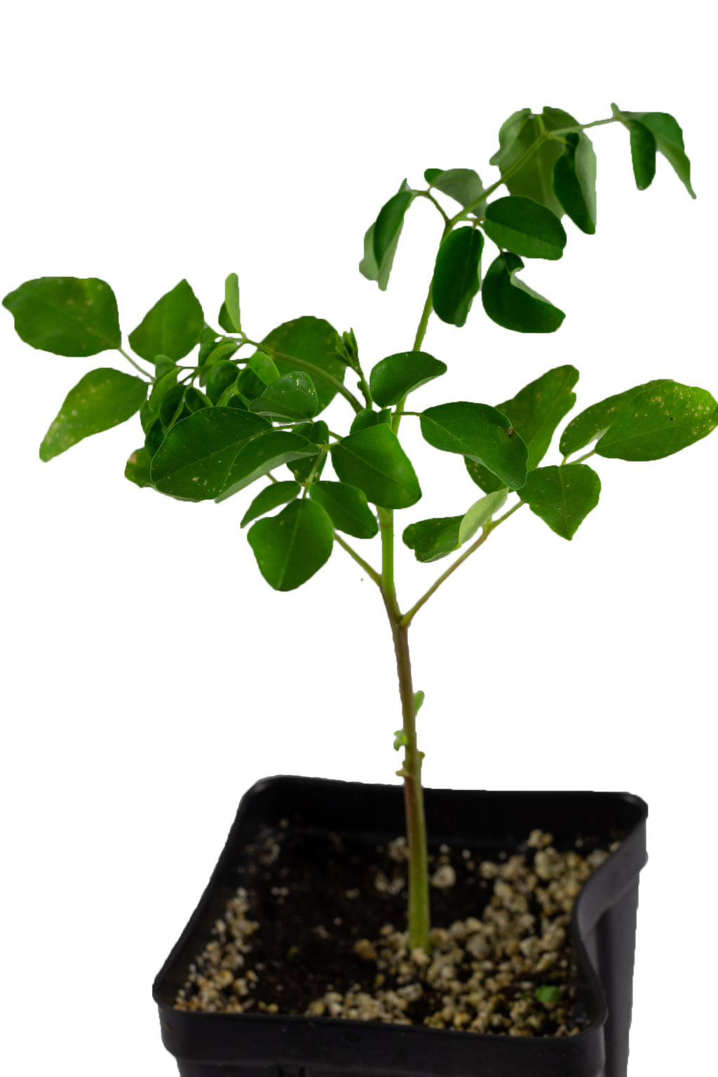 Moringa Tree