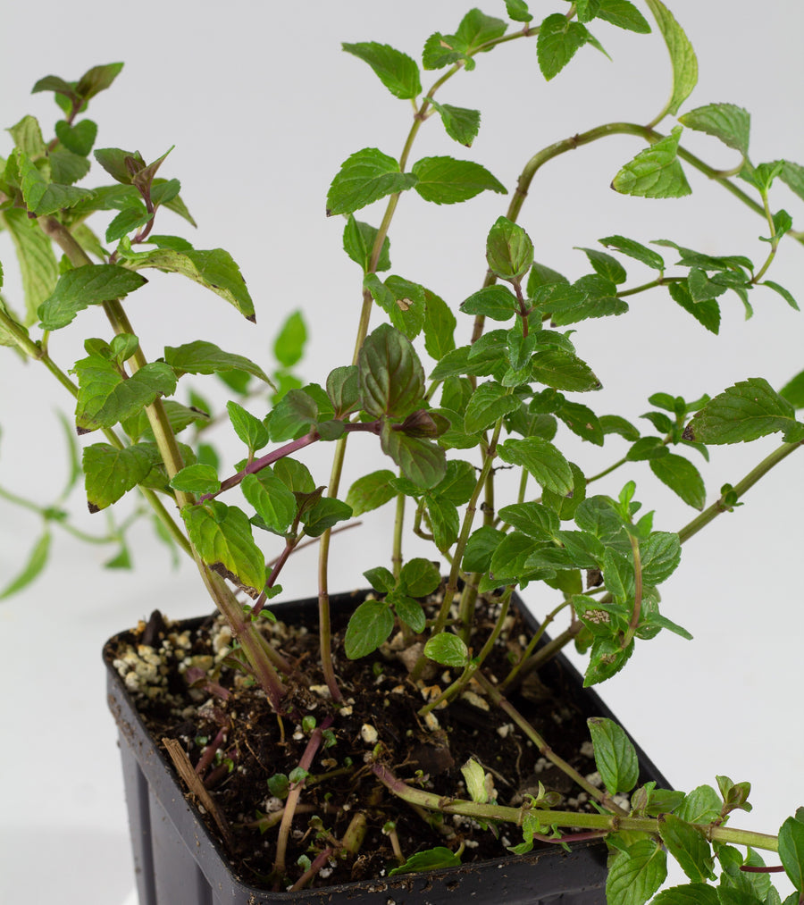 Peppermint Plant - Ridgedale Orchard & Vineyard